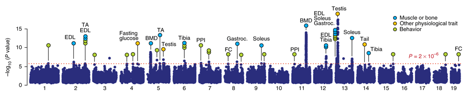 Example of genome-wide
association (GWA) of phenotype against genotype